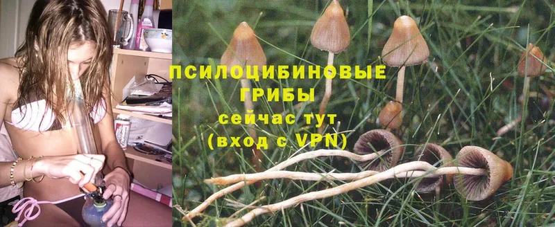 Псилоцибиновые грибы Psilocybe  Дальнереченск 